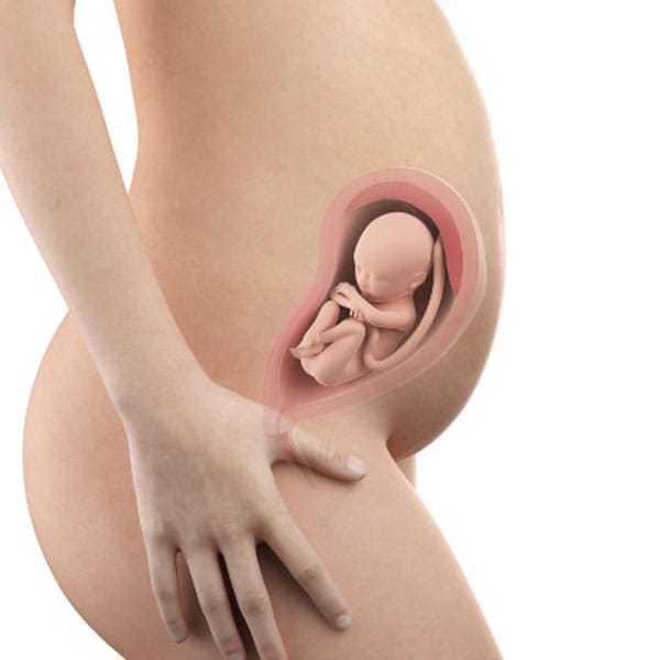 Abbildung Schwangerschaftswoche 27