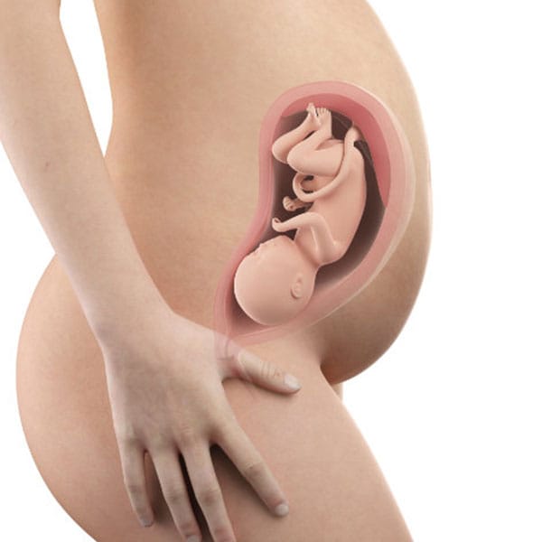 Abbildung Schwangerschaftswoche 31
