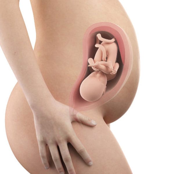 Abbildung Schwangerschaftswoche 32