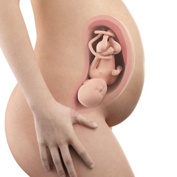 Abbildung Schwangerschaftswoche 34