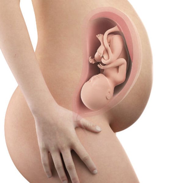 Abbildung Schwangerschaftswoche 37