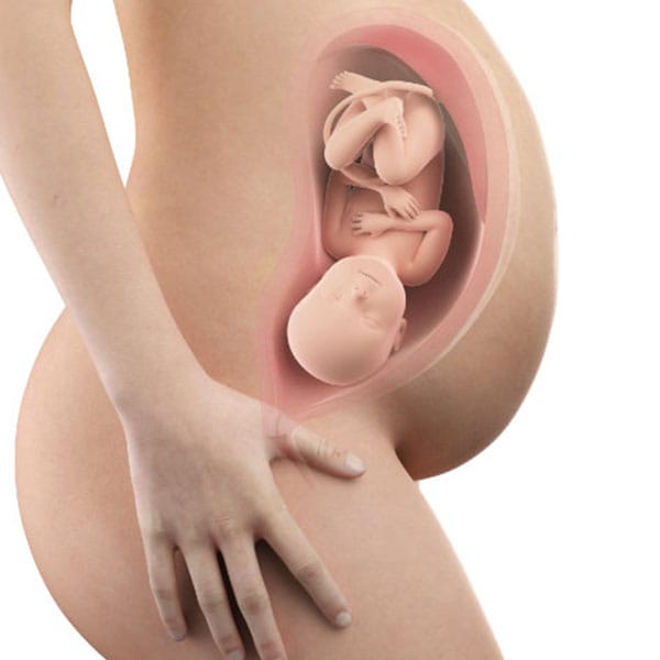 Abbildung Schwangerschaftswoche 40